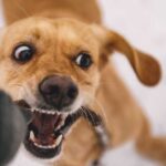 Dog Bite Lawsuit Take Dog bite lawsuit take