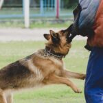 Dog Attack Lawyer Dog attack lawyer